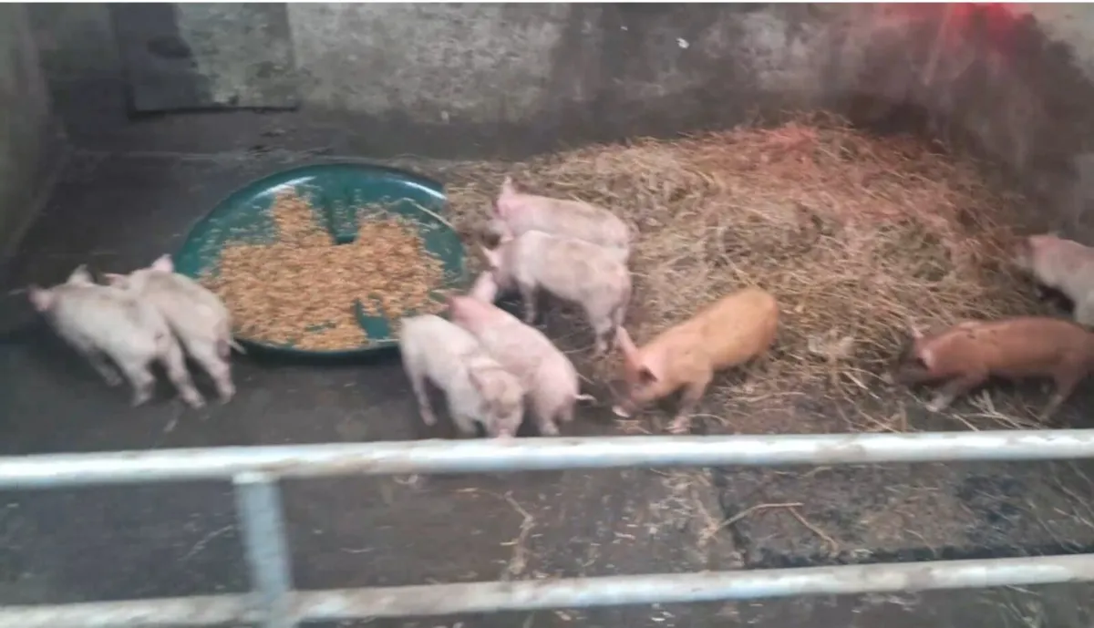 Organic weaners and finished pigs for sale - Image 1
