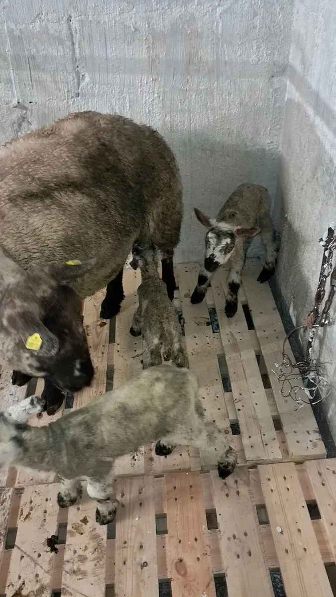 Ewes with lambs at foot - Image 1