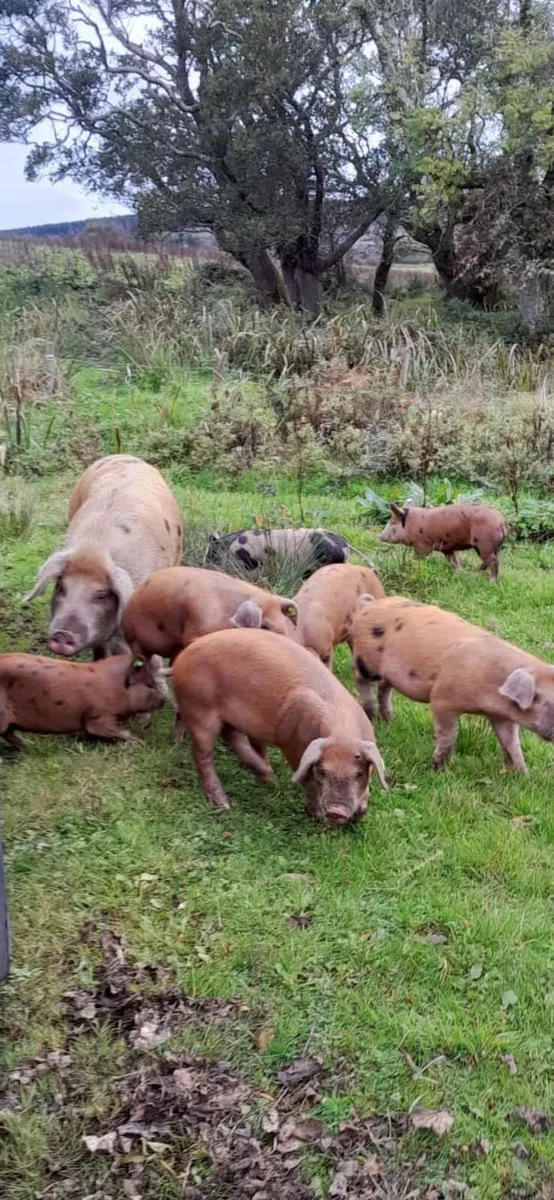 Organic weaners and store pigs - Image 3