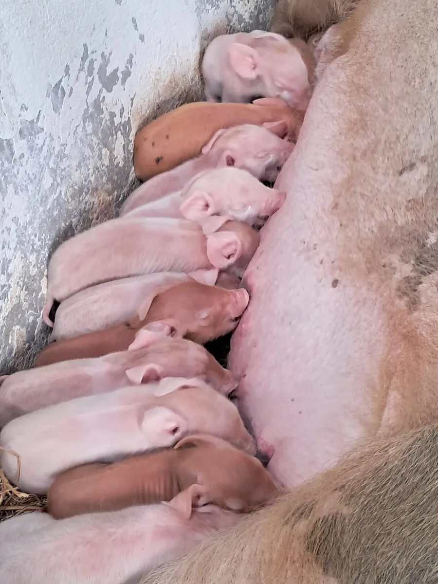 Organic weaners and store pigs - Image 4