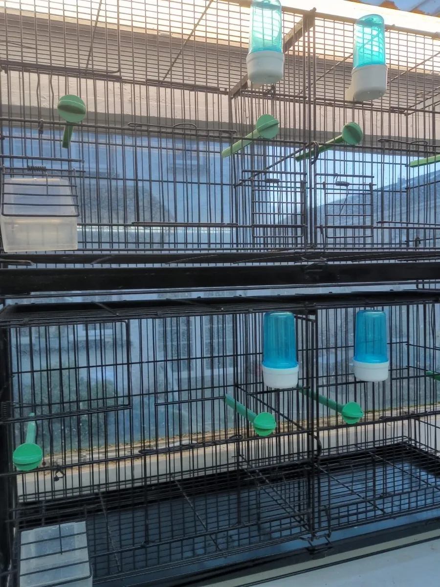 double breeding cages, canaries and weavers - Image 2