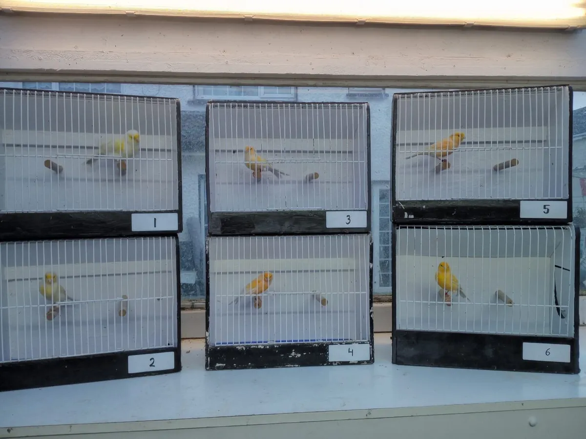 double breeding cages, canaries and weavers - Image 1