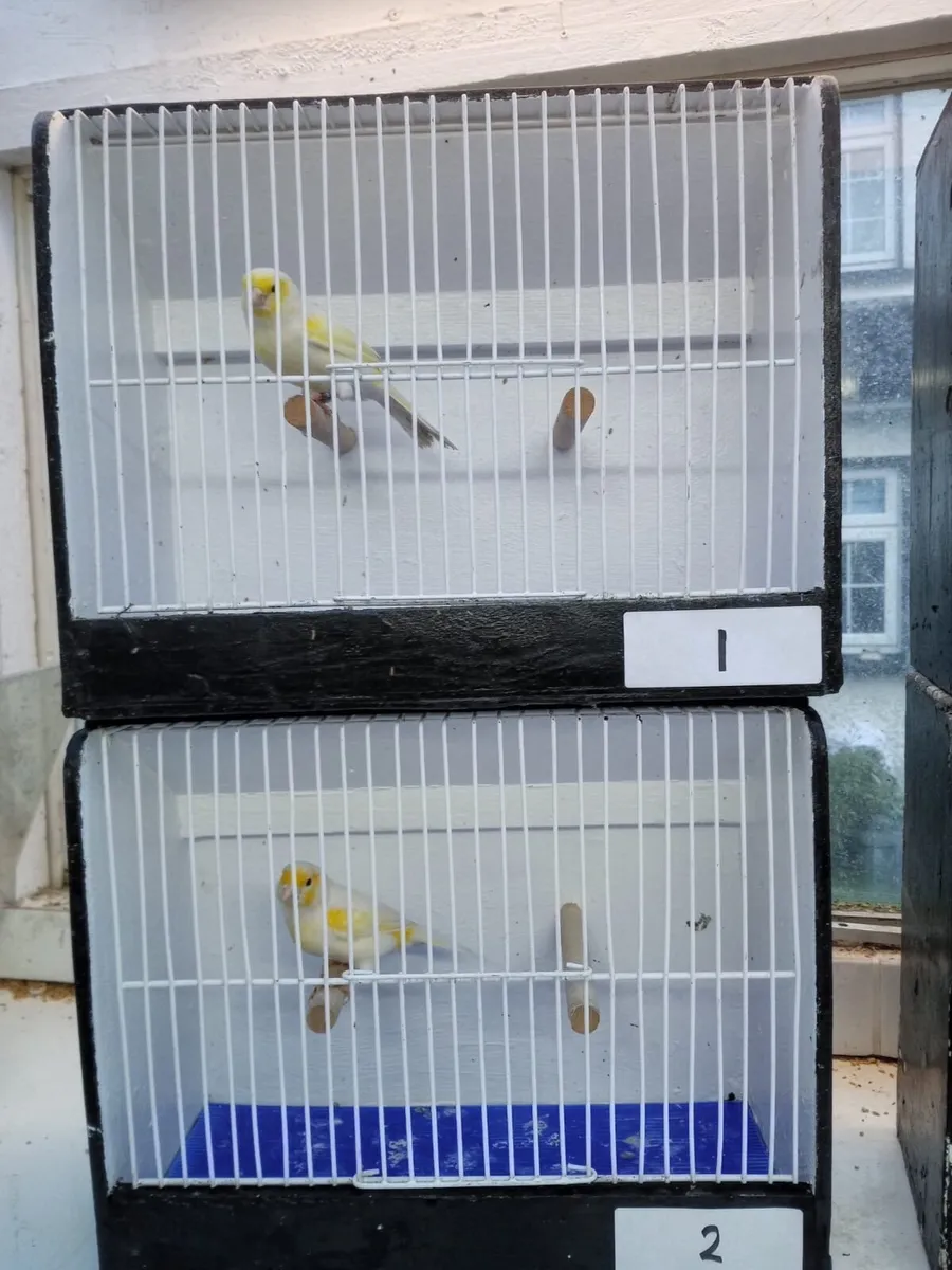 double breeding cages, canaries and weavers - Image 4