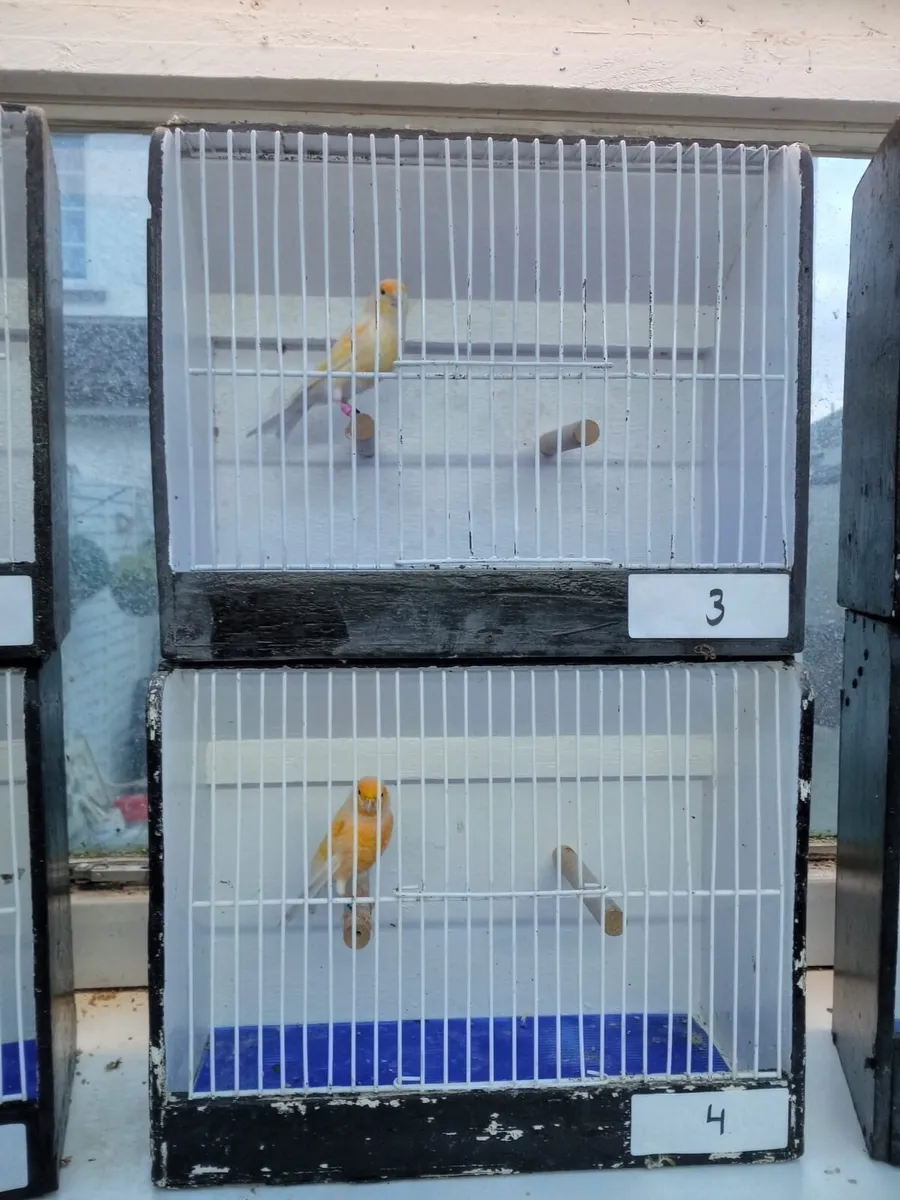 canaries and weavers - Image 3