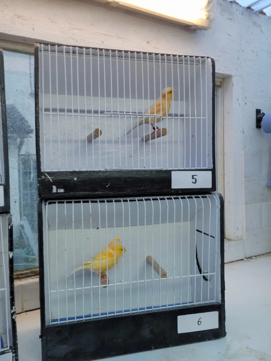 canaries and weavers - Image 4