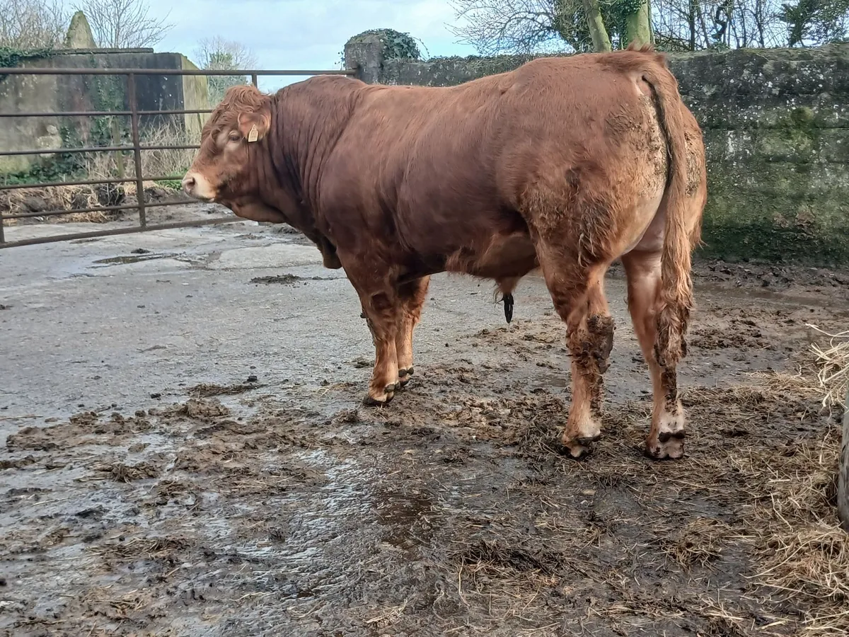 5 ⭐️ PBR Bull - Image 3