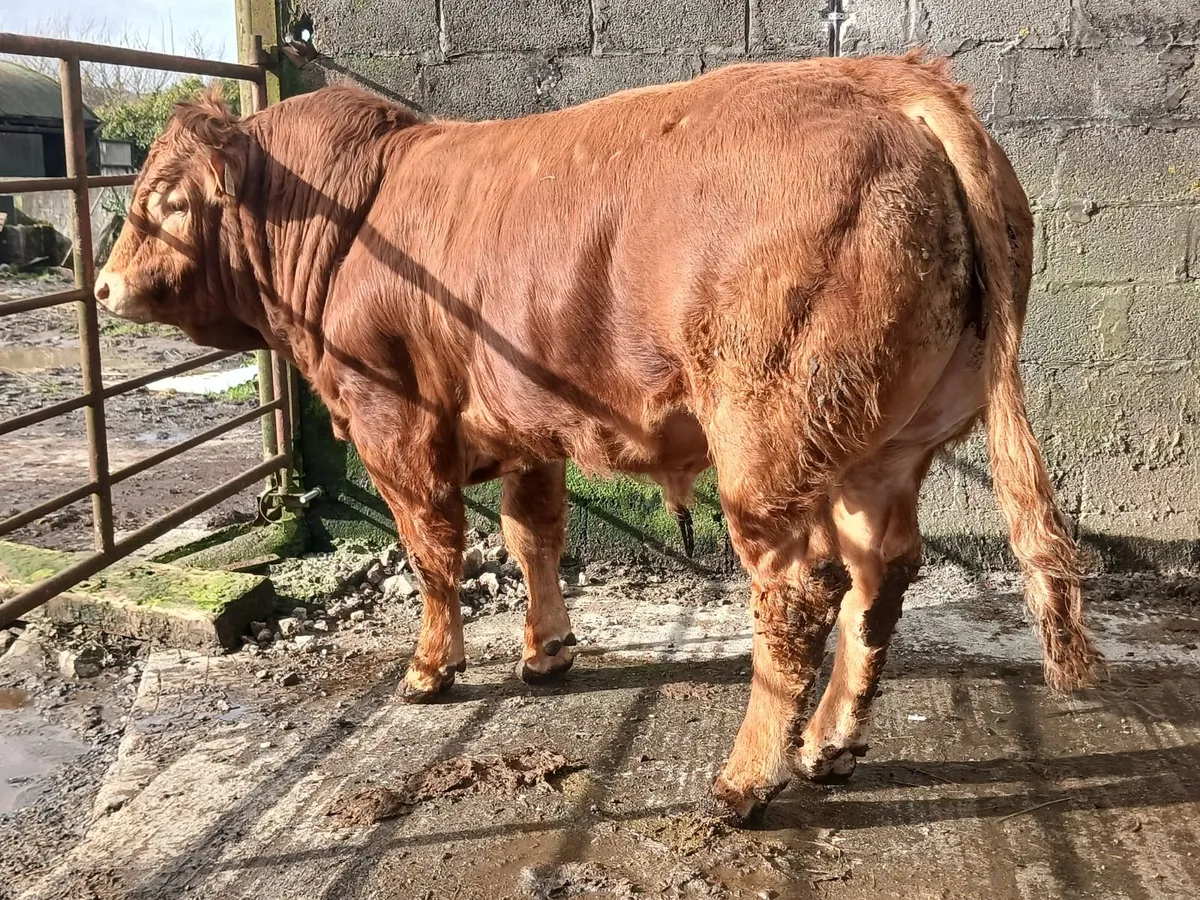 5 ⭐️ PBR Bull - Image 4