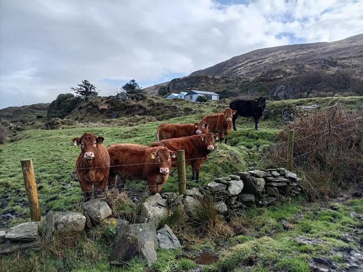 6 Quality Limousin Heifers and Bull weanlings - Image 2