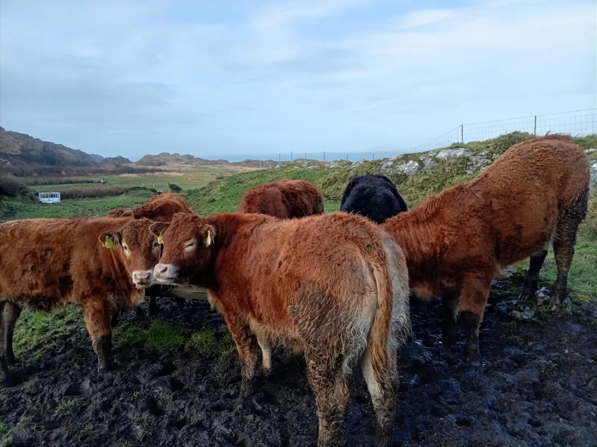 6 Quality Limousin Heifers and Bull weanlings - Image 1
