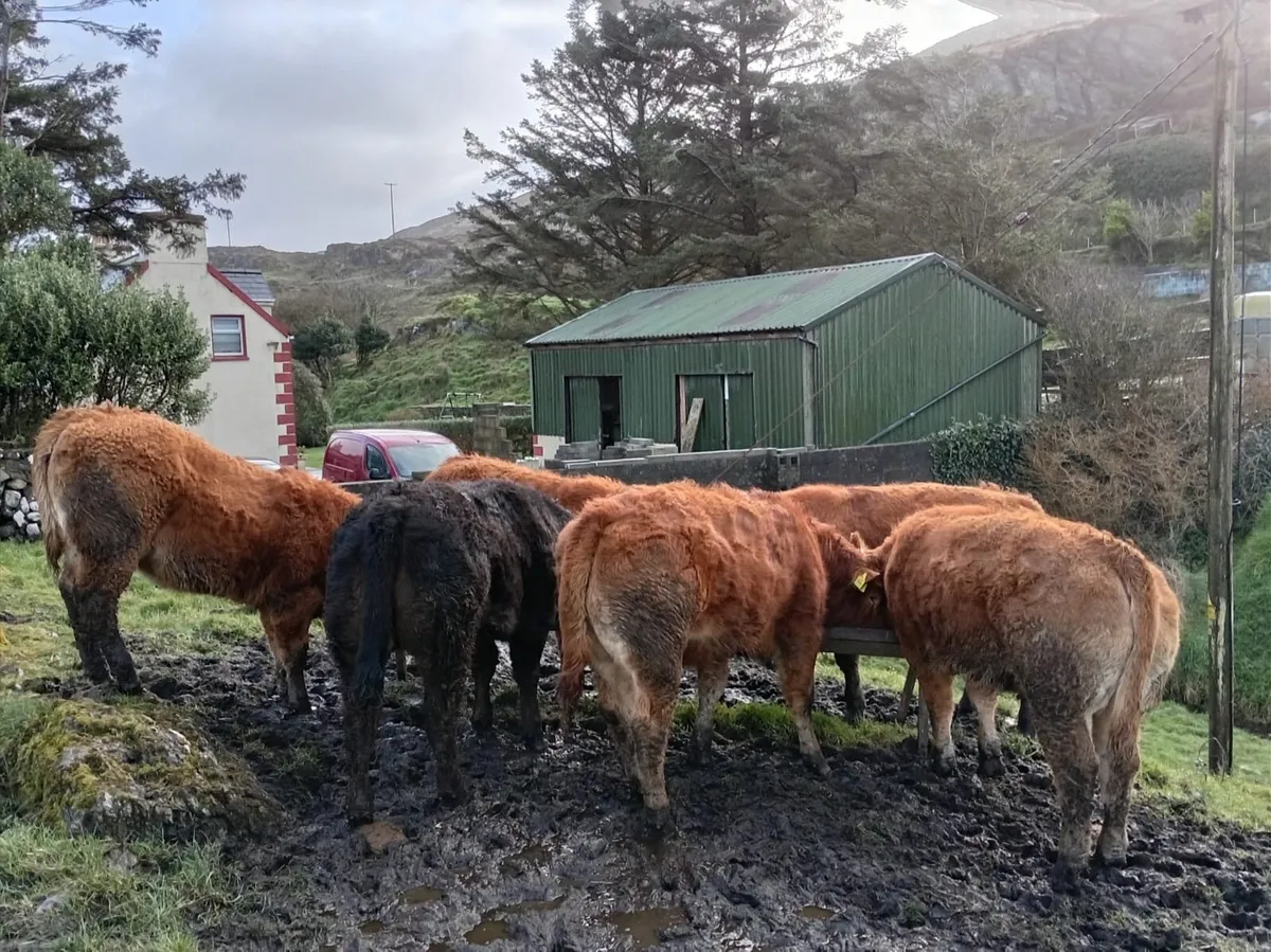 6 Quality Limousin Heifers and Bull weanlings - Image 3