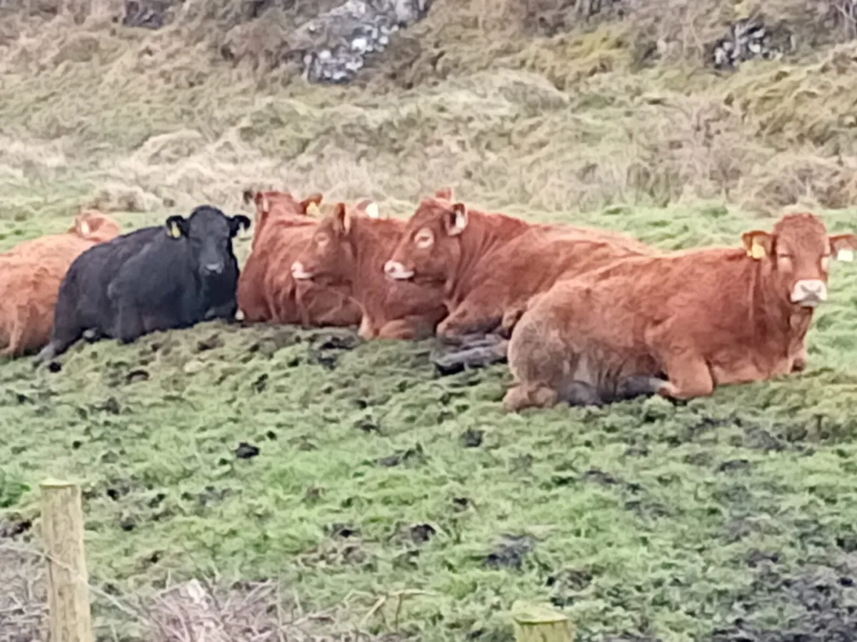 6 Quality Limousin Heifers and Bull weanlings - Image 4