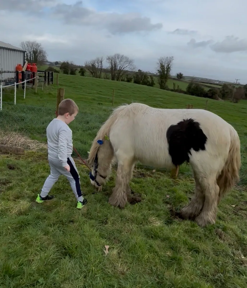 Quietest little pony - Image 3