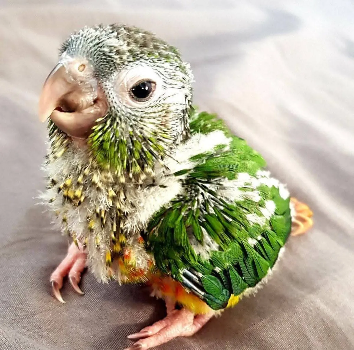 Co raised (parent/human) baby green cheek conures - Image 1