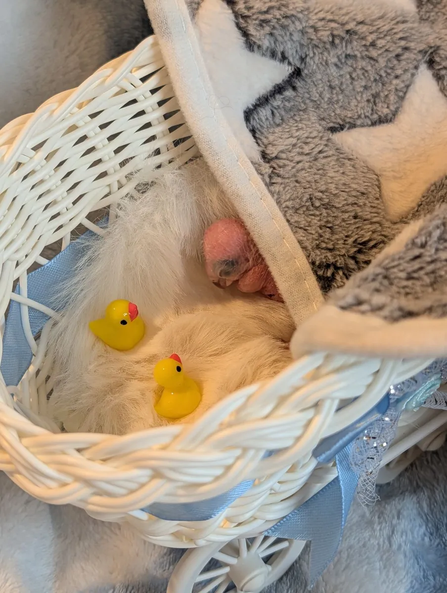 Co raised (parent/human) baby green cheek conures - Image 3