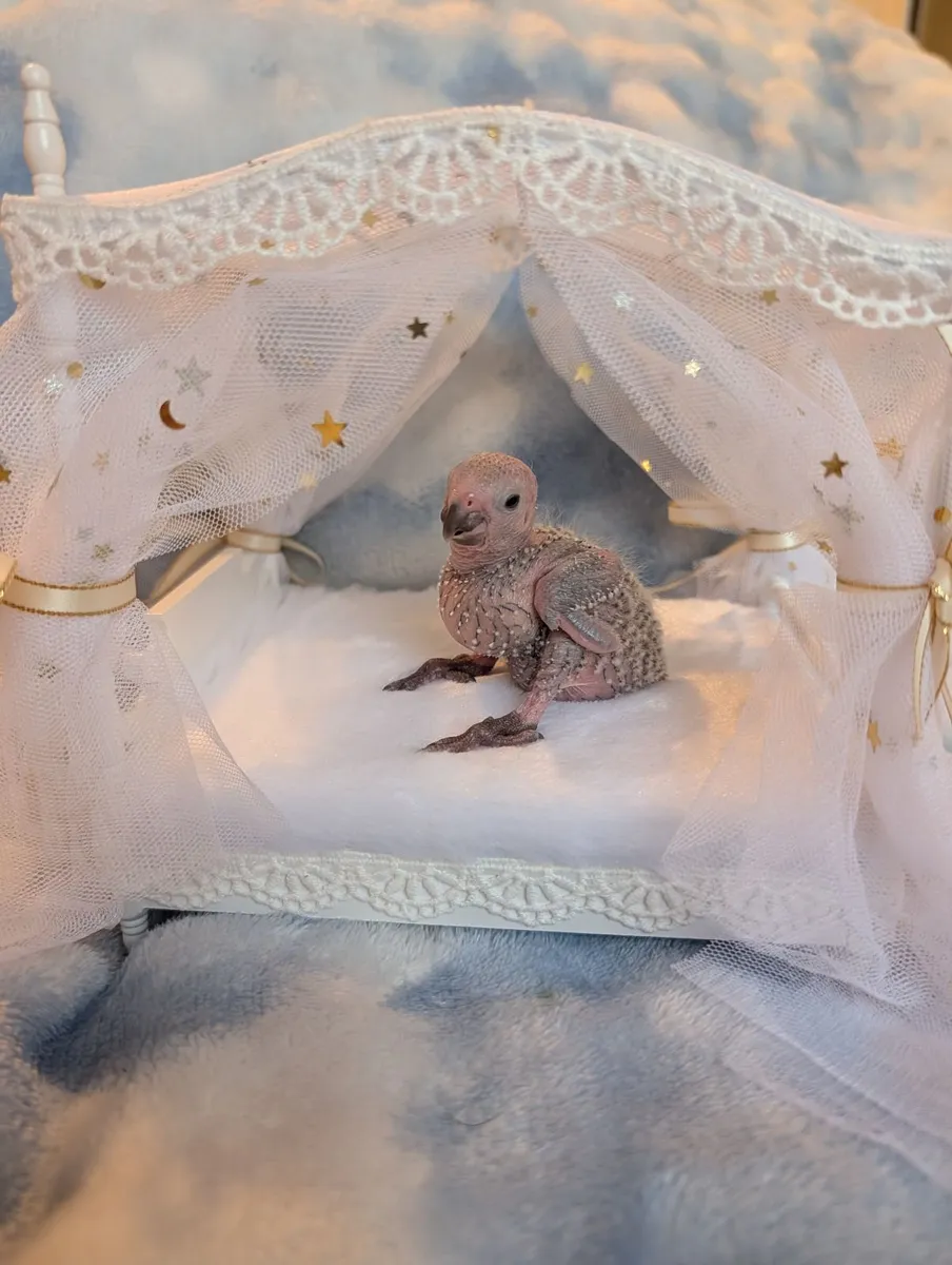 Co raised (parent/human) baby green cheek conures - Image 4