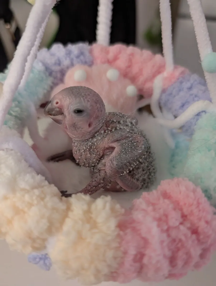 Co raised (parent/human) baby green cheek conures - Image 4