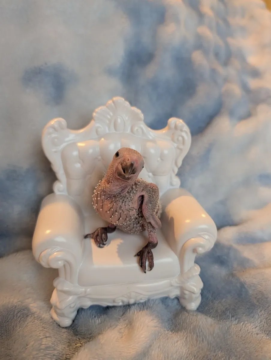 Co raised (parent/human) baby green cheek conures - Image 2