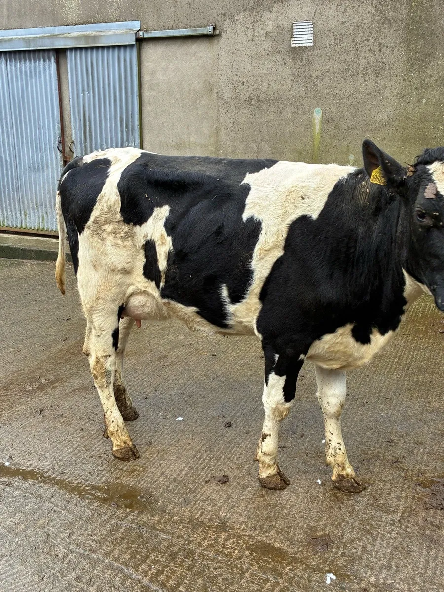 Calved heifer - Image 1