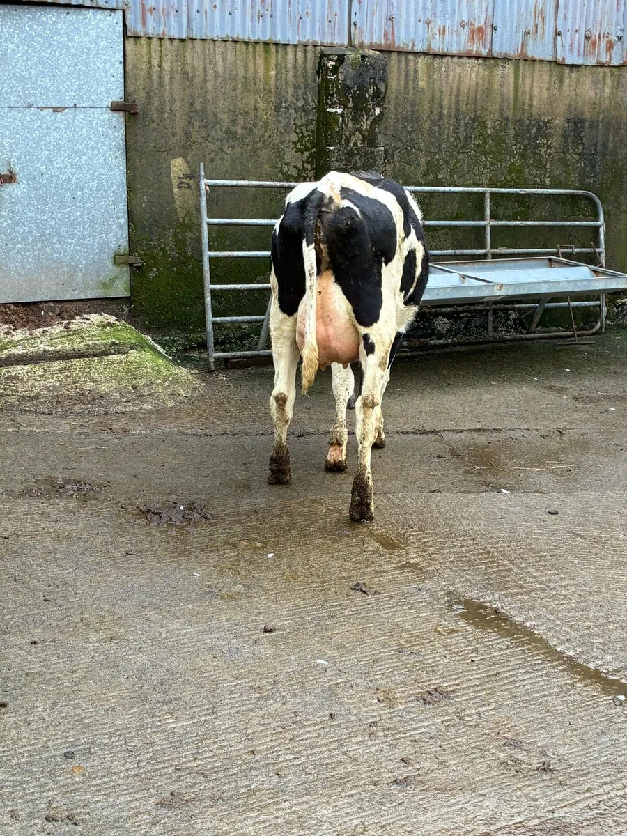 Calved heifer - Image 2