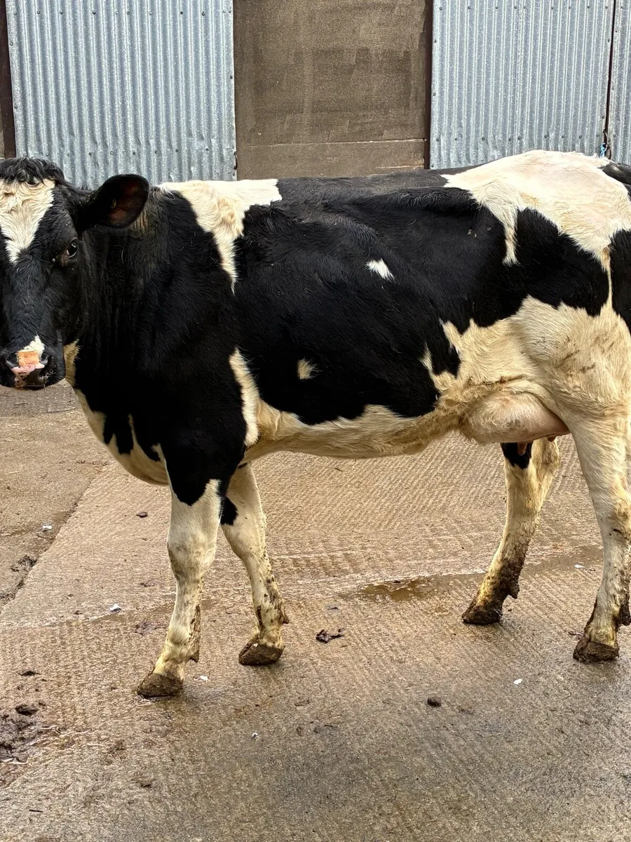 Calved heifer - Image 3