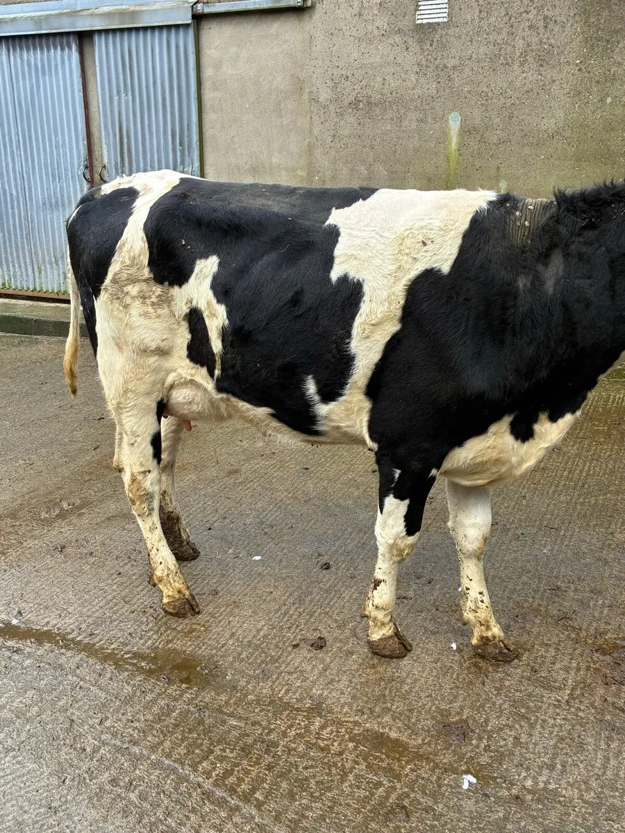 Calved heifer - Image 4
