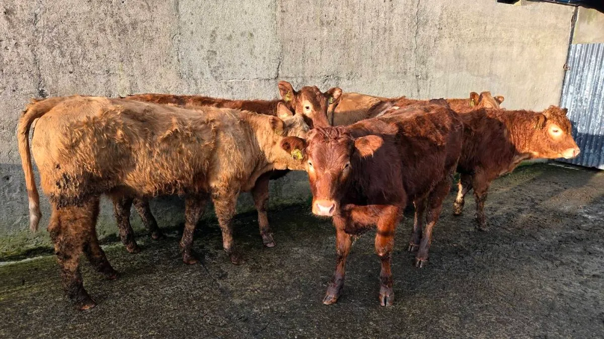 Charolais & Limousin Heifers - Image 3