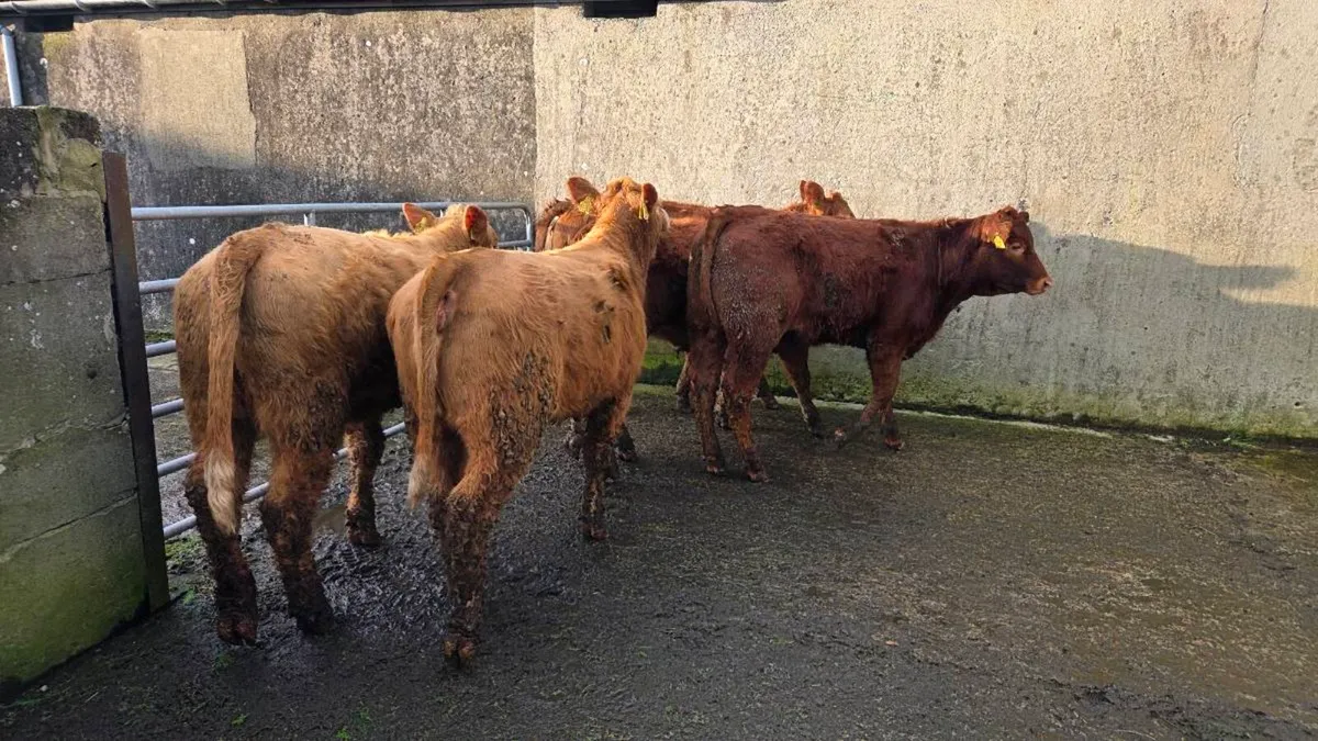Charolais & Limousin Heifers - Image 4