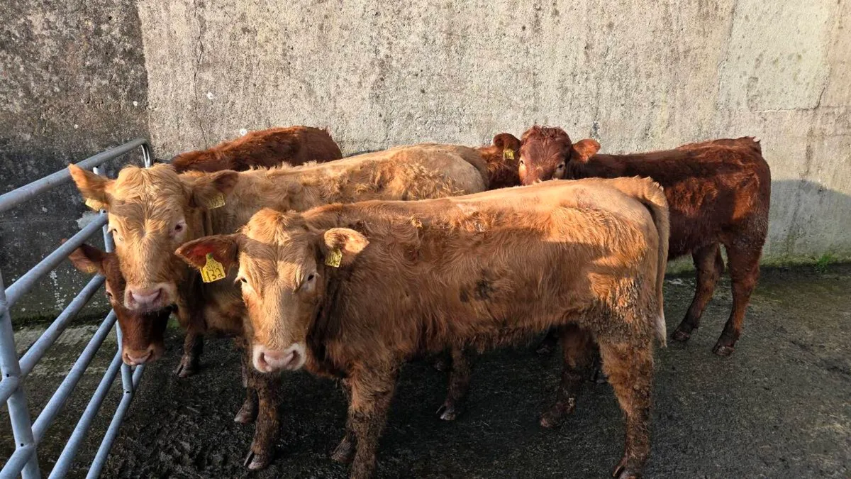 Charolais & Limousin Heifers - Image 1