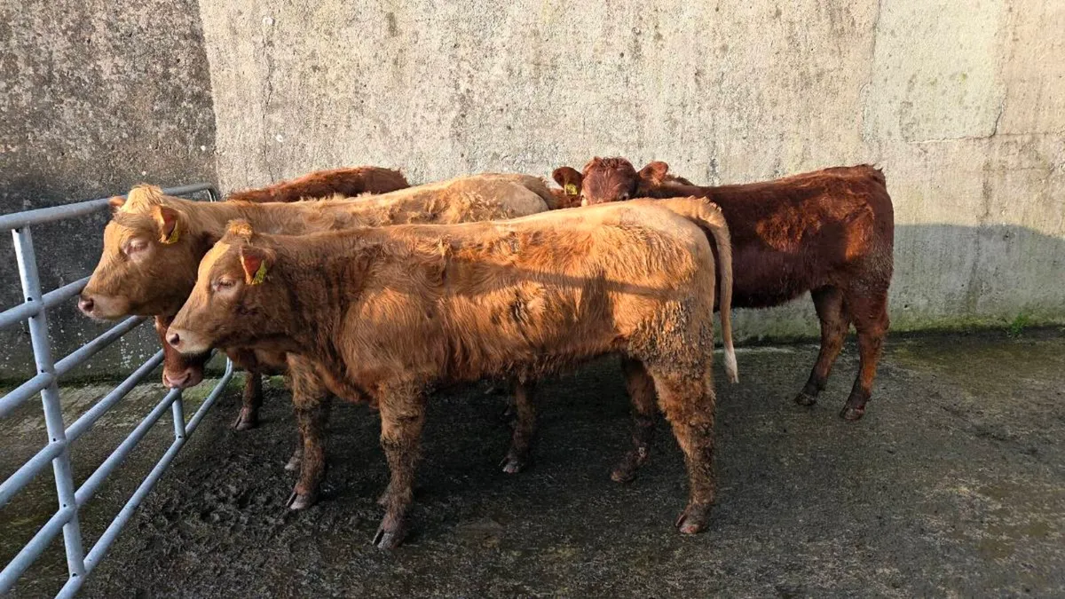 Charolais & Limousin Heifers - Image 2