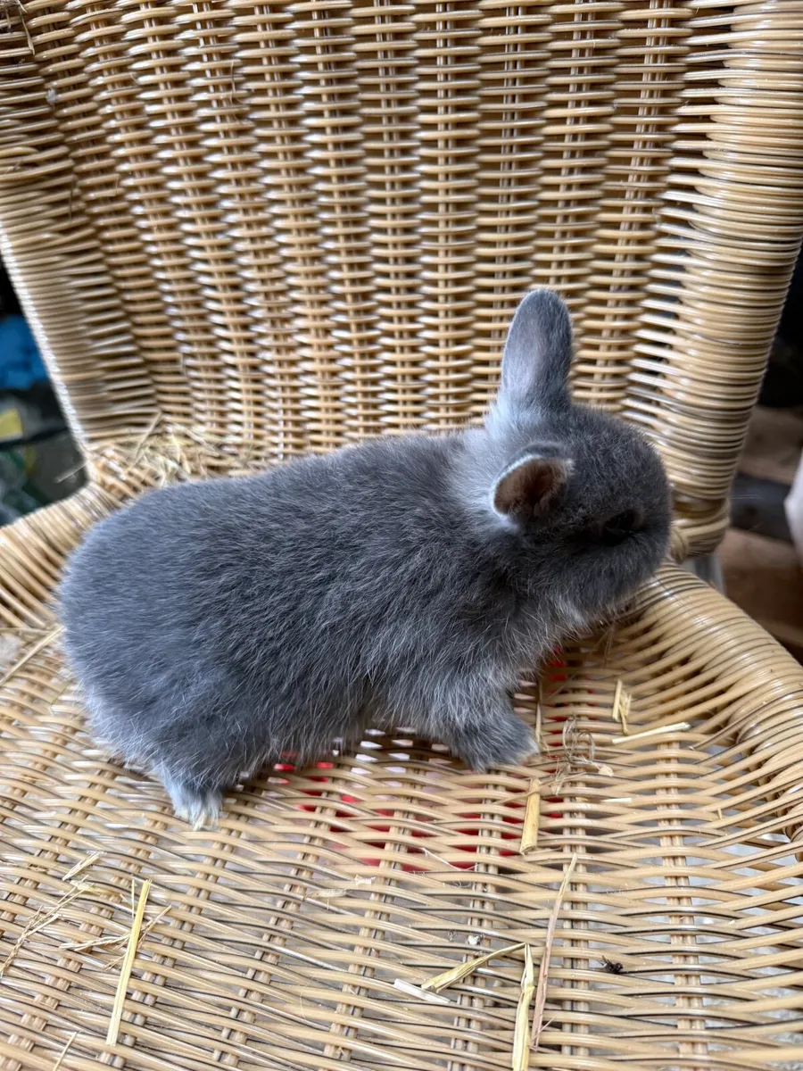 Netherland dwarf rabbits - Image 1