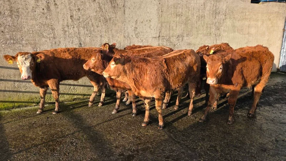 Limousin & Charolais Heifers - Image 1