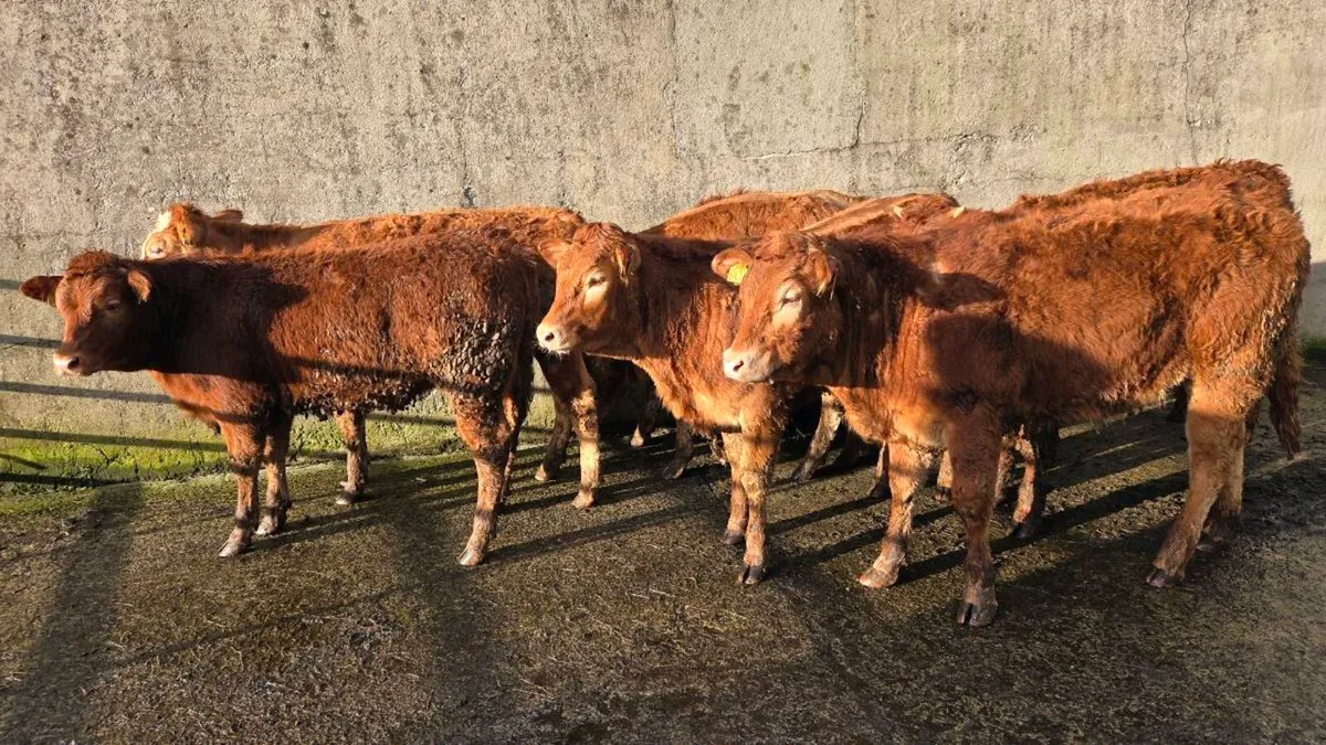 Limousin & Charolais Heifers - Image 2