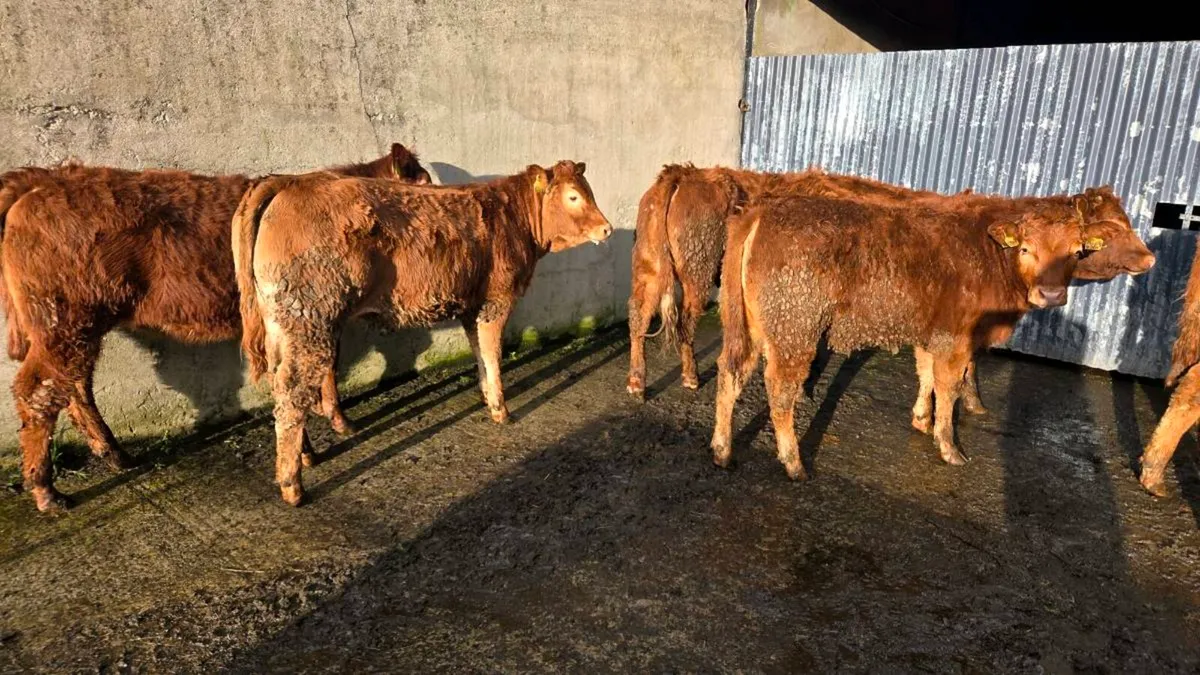 Limousin & Charolais Heifers - Image 4