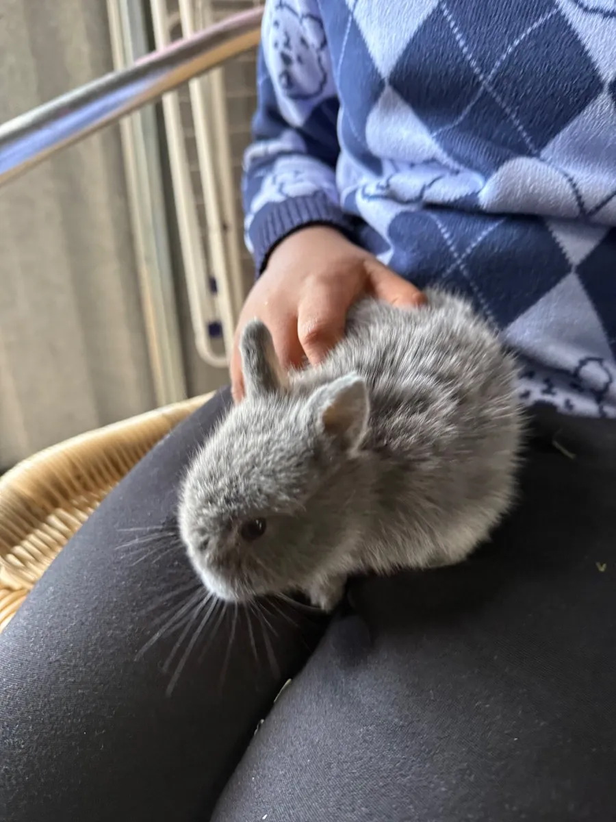 Netherland dwarf rabbits - Image 2