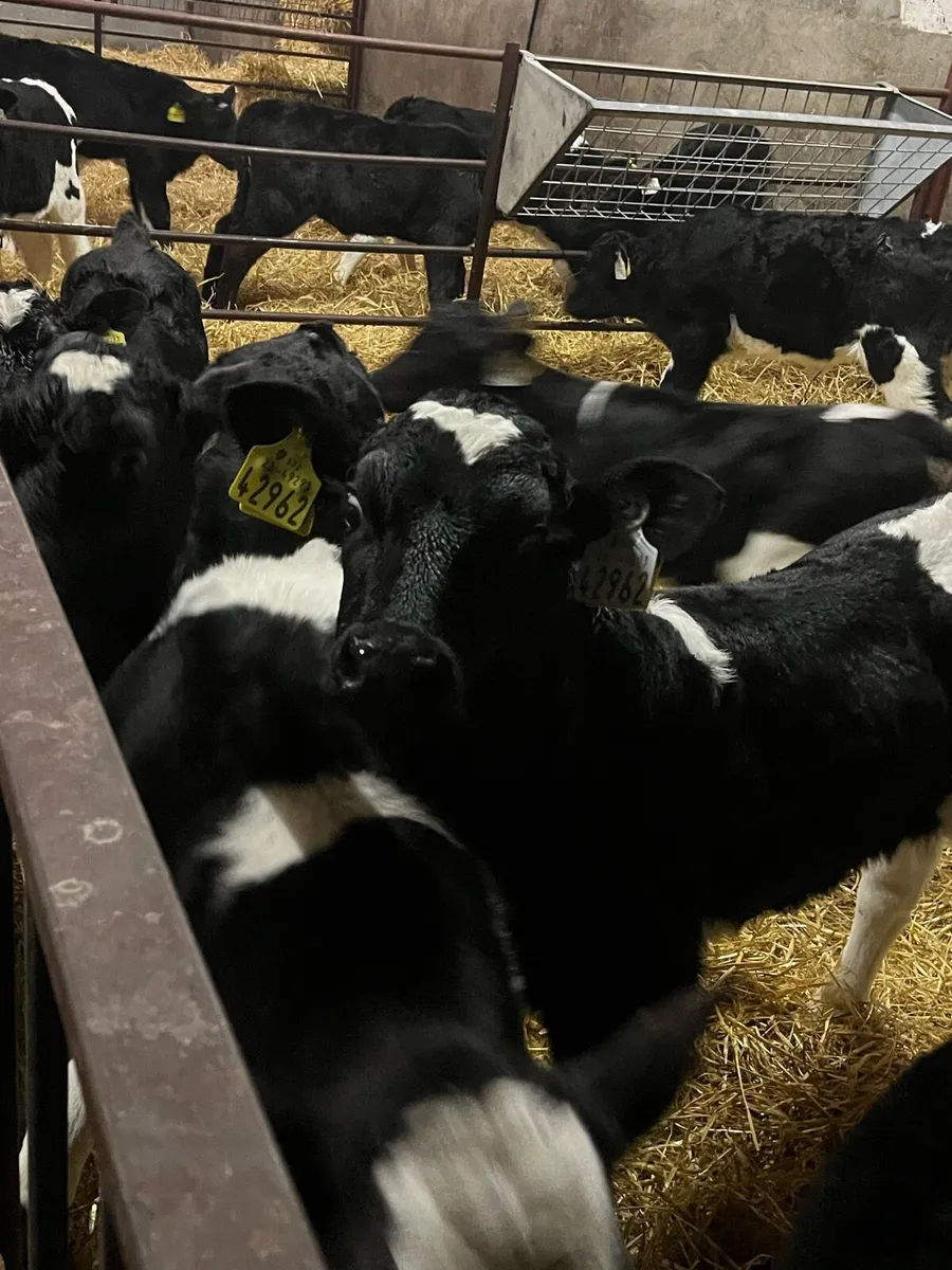 Friesian heifer calves - Image 1