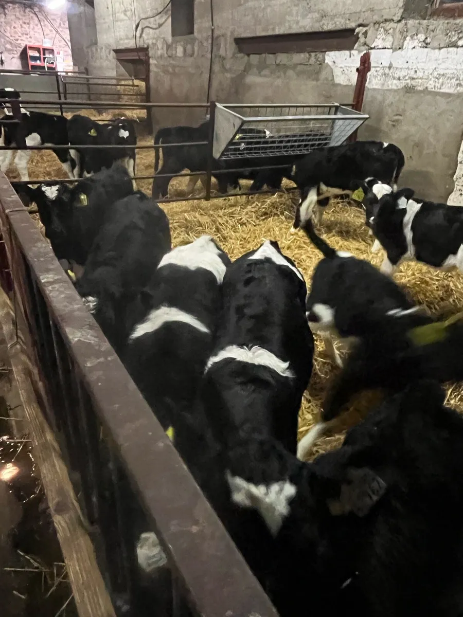 Friesian heifer calves - Image 2