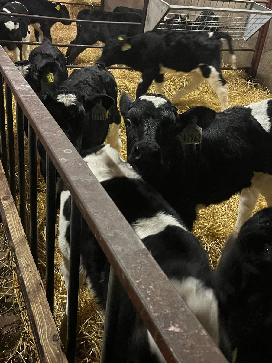 Friesian heifer calves - Image 3