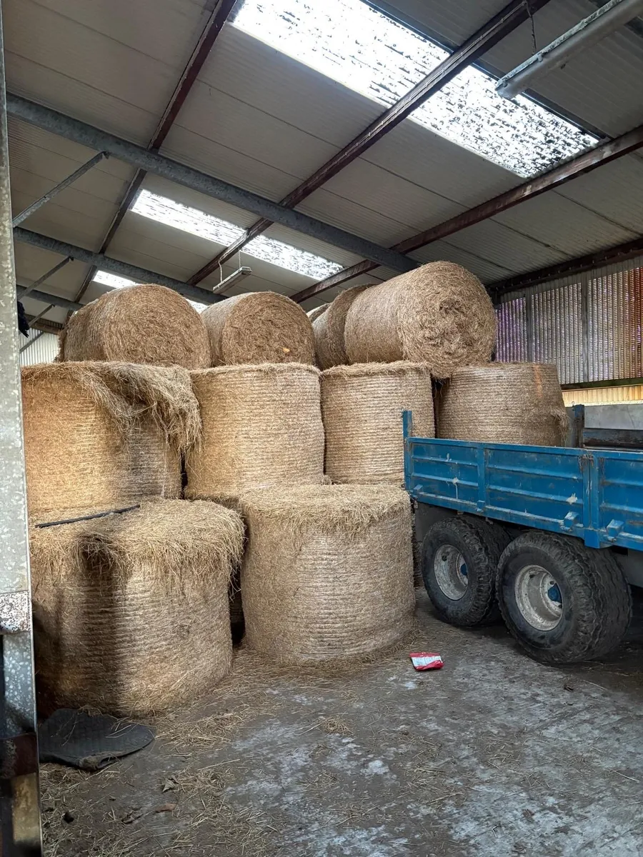 Round Bales Hay - Image 1
