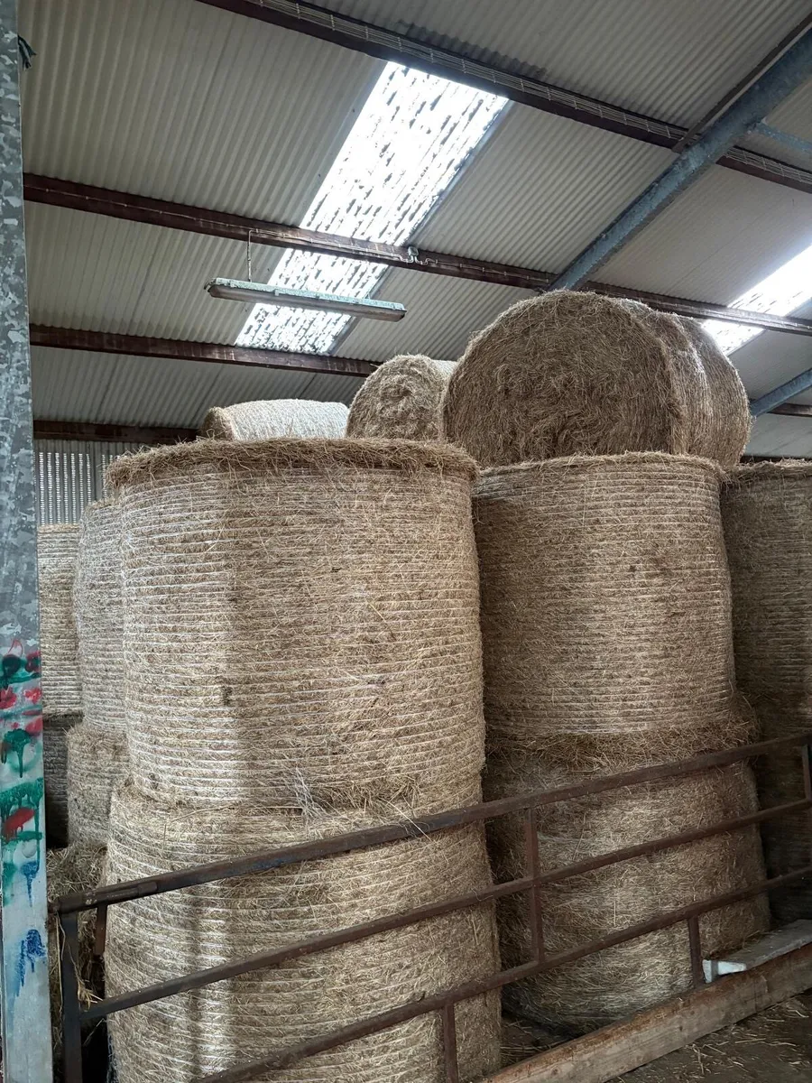 Round Bales Hay - Image 2