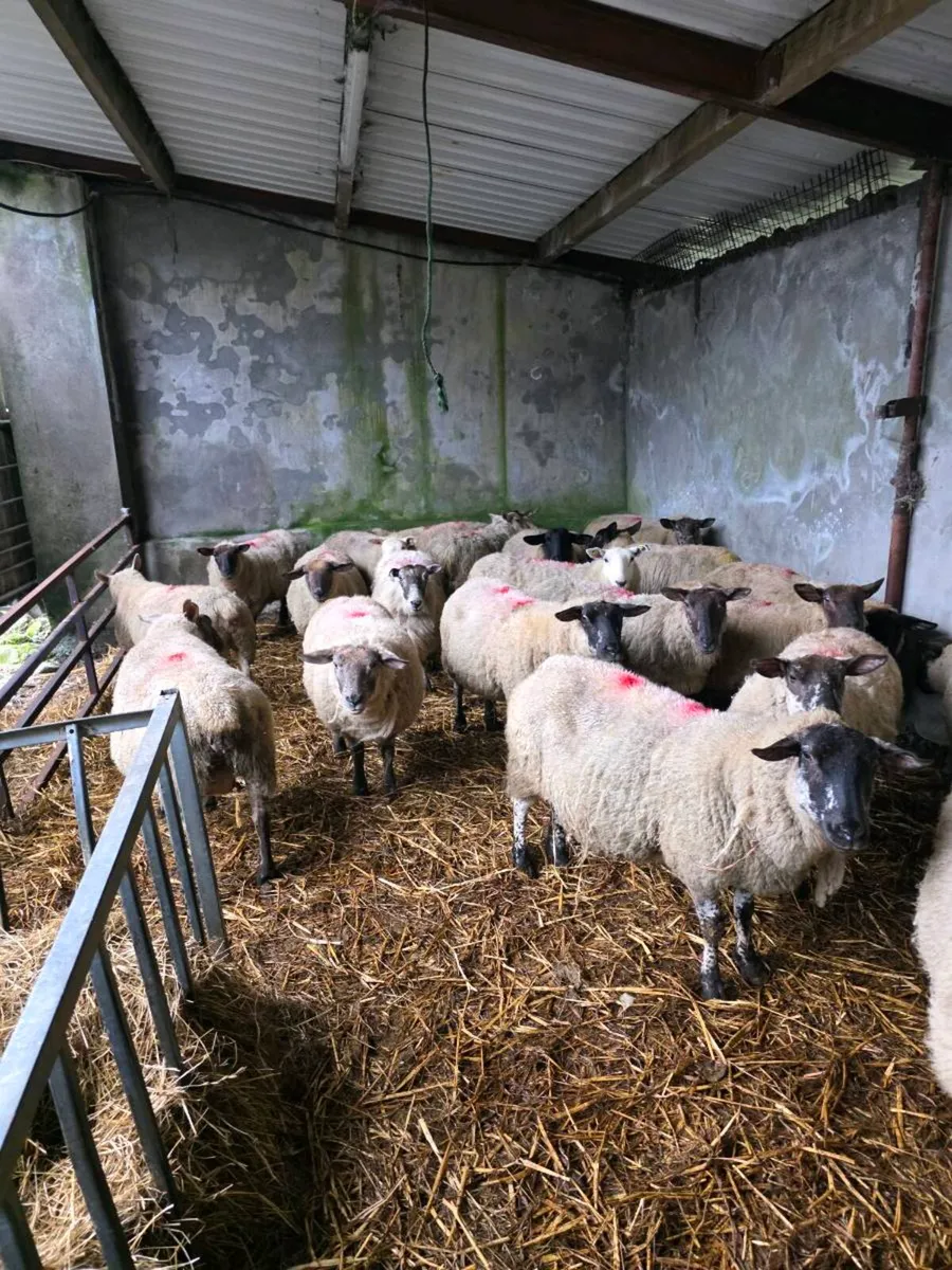 Hoggets and 2 crop ewes - Image 2