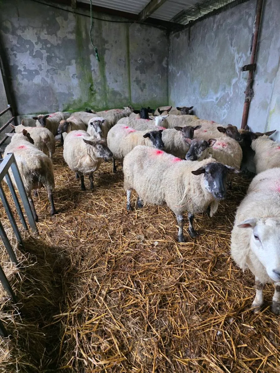 Hoggets and 2 crop ewes - Image 3