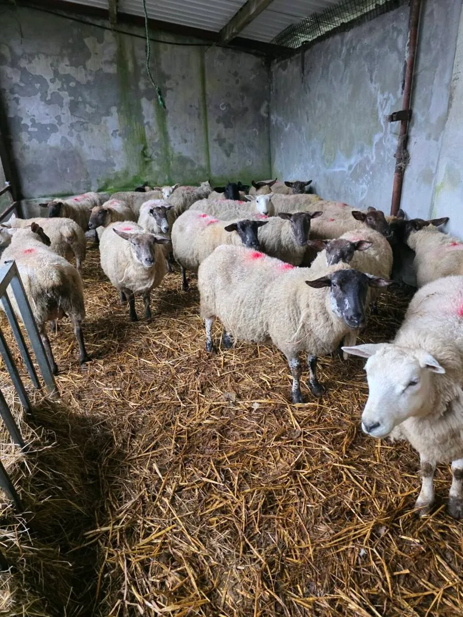 Hoggets and 2 crop ewes - Image 1