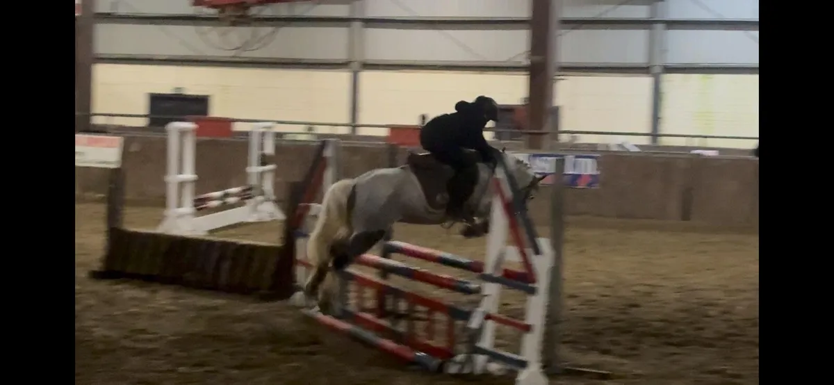 Chin Chilly lot no 37 Cavan Sales - Image 3