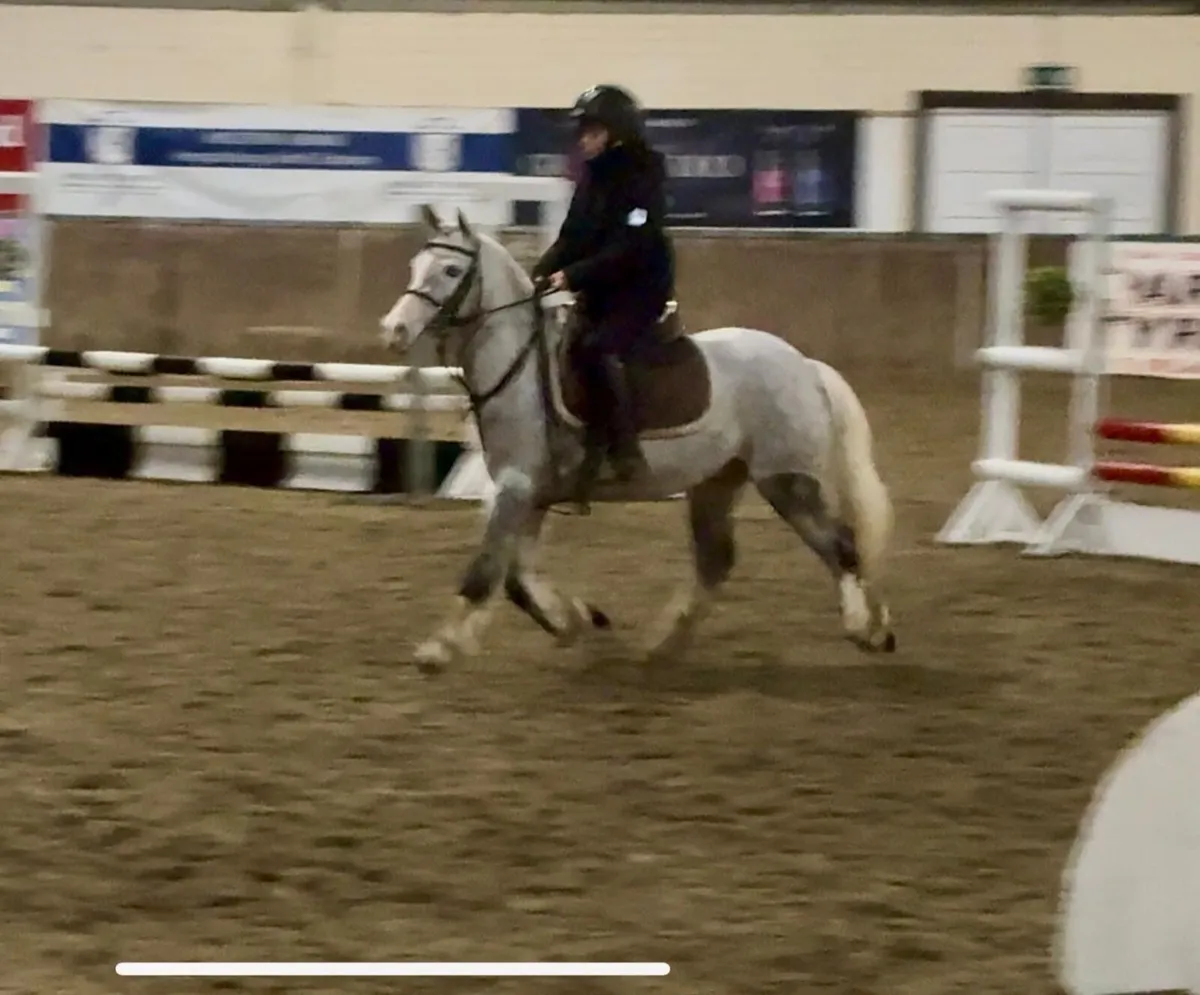 Chin Chilly lot no 37 Cavan Sales - Image 4