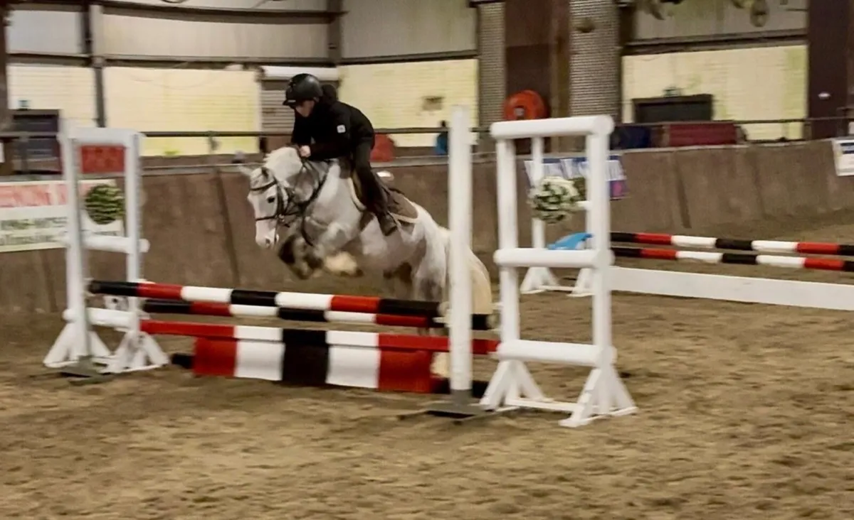 Chin Chilly lot no 37 Cavan Sales - Image 1