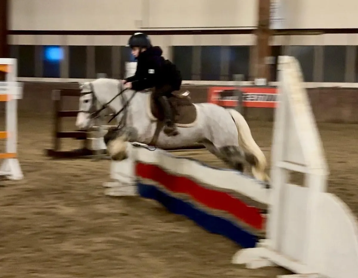 Chin Chilly lot no 37 Cavan Sales - Image 2