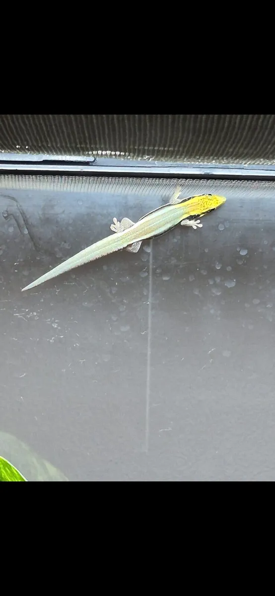 Neon day geckos - Image 1