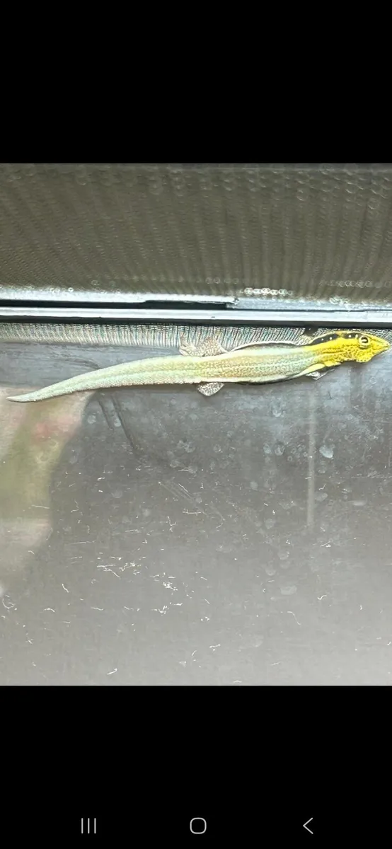 Neon day geckos - Image 2