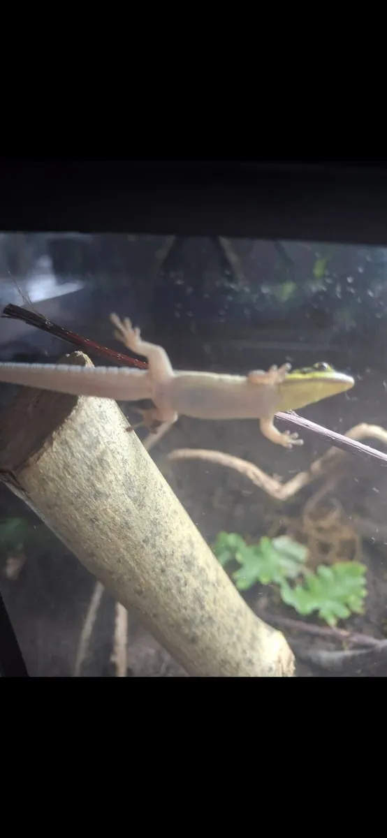 Neon day geckos - Image 3