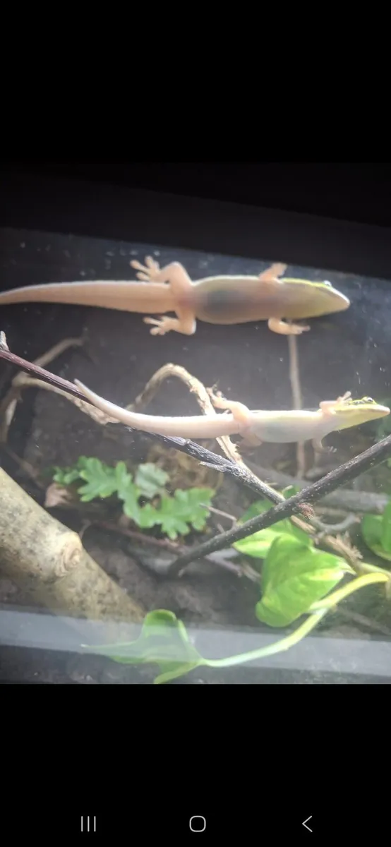 Neon day geckos - Image 4